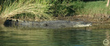 DSC_8937 XL ord river croc.jpg