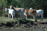 DSC_9054 Packers cattle.jpg