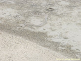 P4114259 Kiritimati eels.jpg