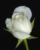 White-Rose