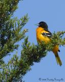 Baltimore-Oriole-.jpg