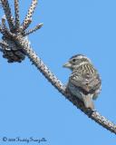 _DSC2728-Female-RoseBreasted Grosbeak.jpg