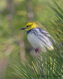 _DSC2597-Black Throated Green Warbler.jpg