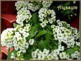 Alyssum.jpg