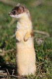 ermine4.jpg