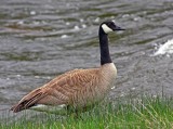 goose.jpg