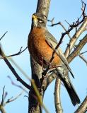 Robin