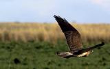 Hawk hunting on Bear River Wildlife Refuge