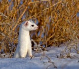 ermine.jpg