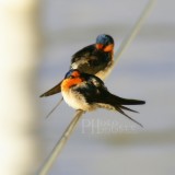 birds on wire 01.JPG