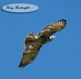 RedTail Hawk