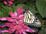 Female Monarch New hatchling