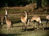 A small part of the herd having breakfast