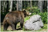 Grizzly 1
