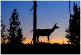 Yellowstone 2
