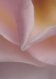 Rose 4