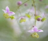 Meadow Rue 5