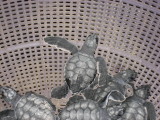 turtles being released at La Flor