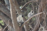 A pair in a tree