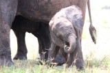 Its cool to be a baby elephant!