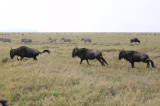 Wildebeast and zebra migration