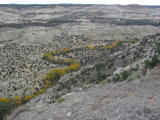 Yellow cottonwood trees from the Burr Trail