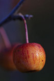 Miniature Apple