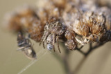 Agalenatea redii