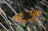 Boloria selene