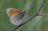 Coenonympha pamphilus