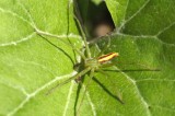 Micrommata virescens (male)