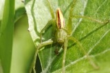 Micrommata virescens (male)