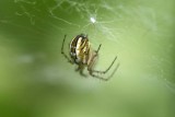 Mangora acalypha