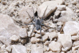 Pardosa wagleri