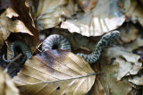 Baby Snake 2