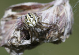 Neoscona adianta