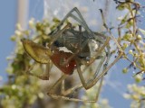 Cheiracanthium punctorium