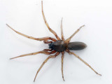 Harpactea rubicunda