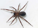 Cicurina cicur