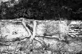 Rooted Wall