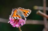 Nymphalis (Aglais) urticae