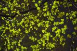 Maple blossoms