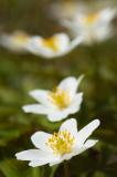Anemones
