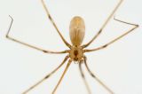 Phlocus phalangioides