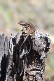 Lizard on the Stump