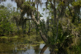 Swamp trees