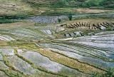 Rice terraces near Sapa