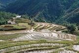Rice terraces near Sapa