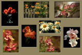 Multiple Image Mat.jpg