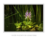 Water Hyacinth On Joans Pond